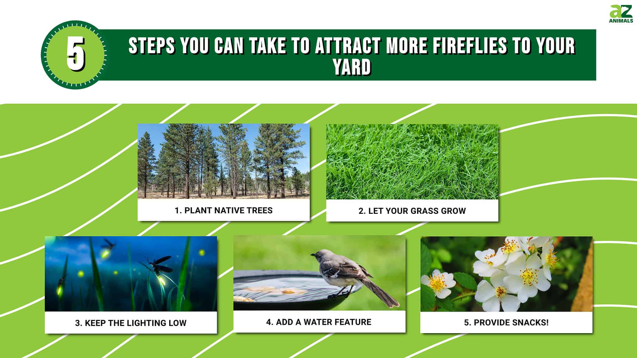 5 Steps You Can Take This Summer to Attract More Fireflies (Lightning ...