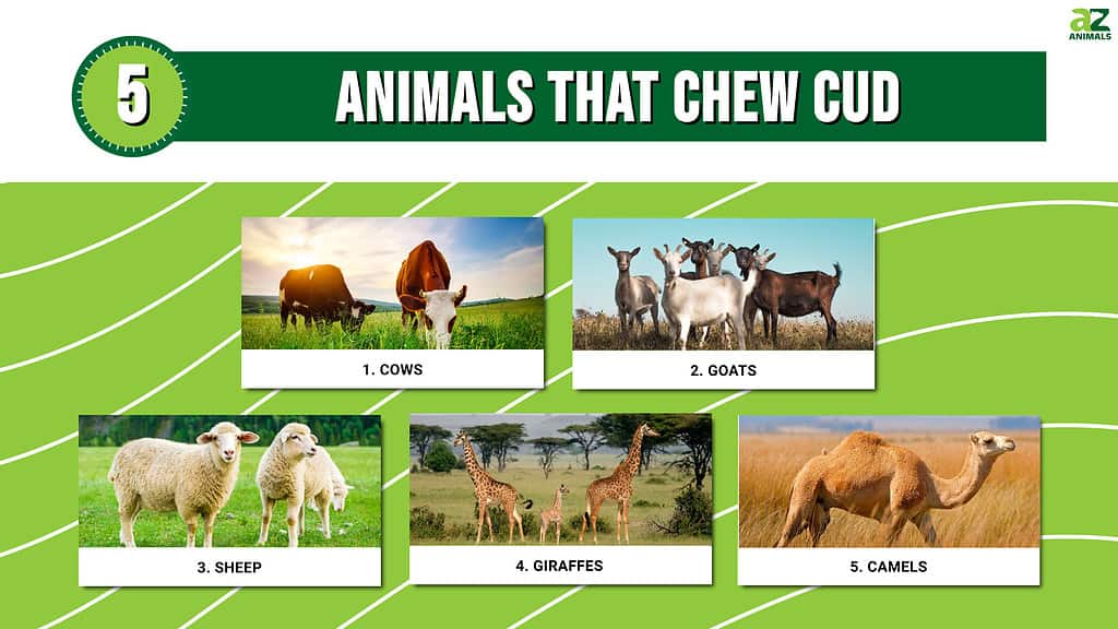 Infographic of 5 Animals That Chew Cud