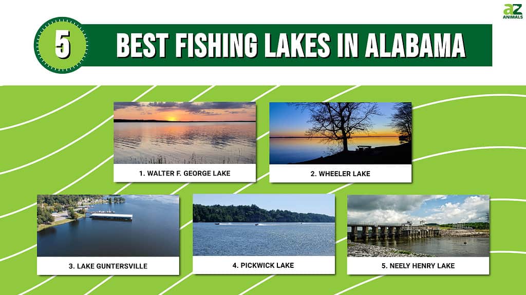 These are the five best lakes for fishing in Alabama