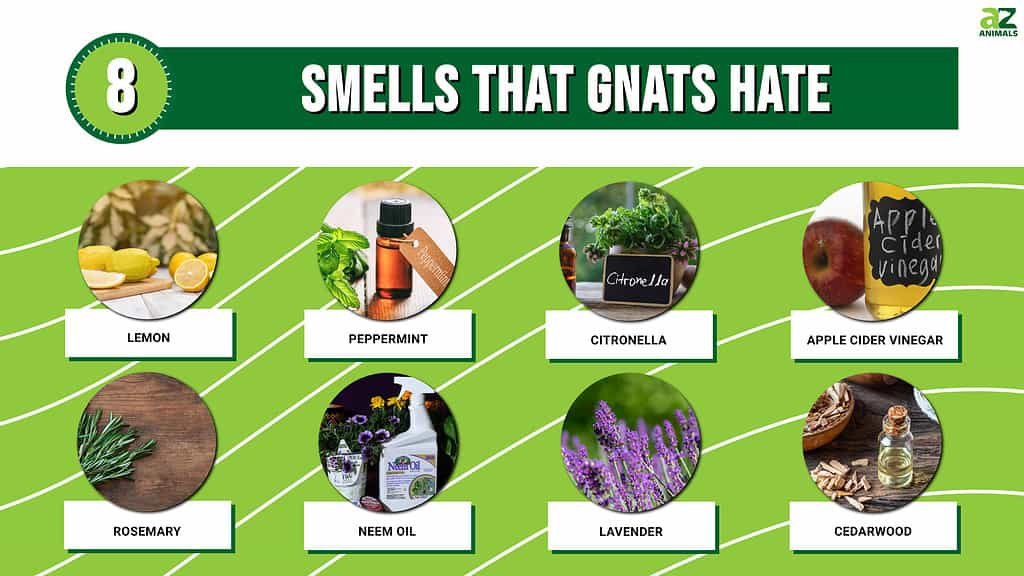 Smells that Gnats Hate infographic