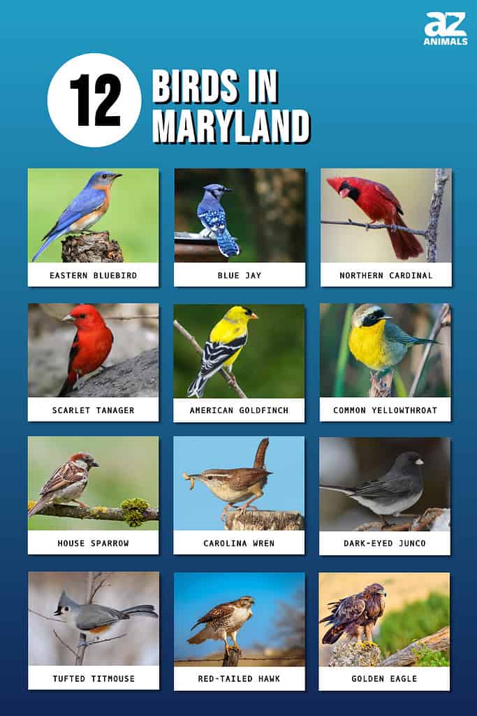 12 Birds in Maryland