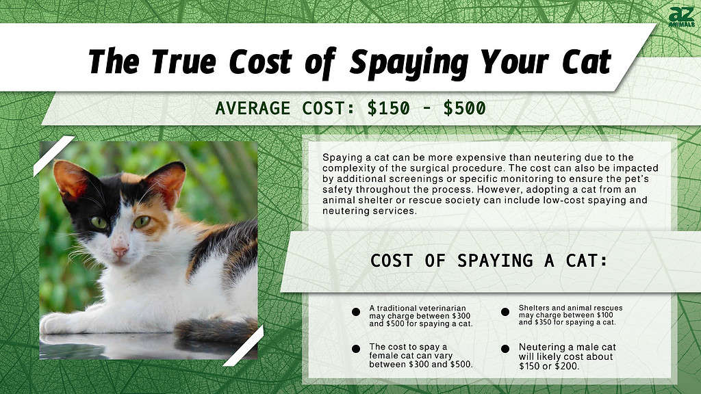 Chart of costs for spaying a cat.