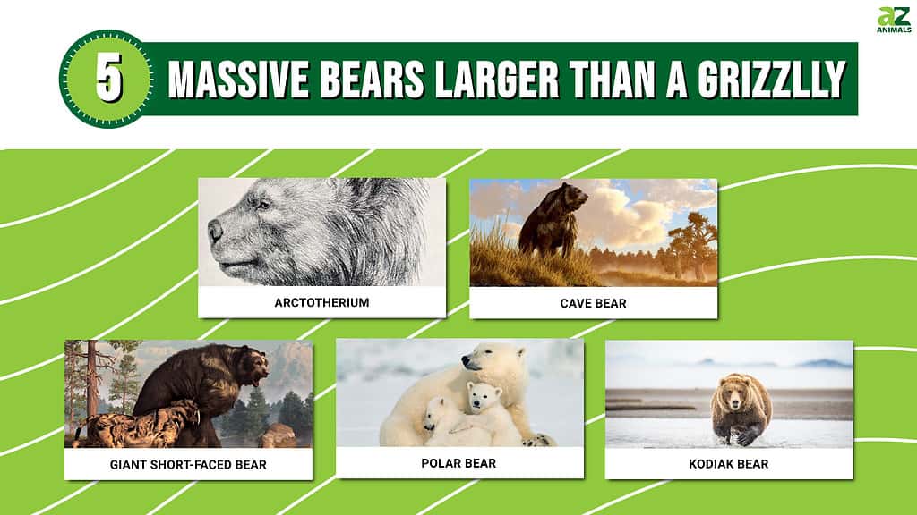 Picture graph of 5 massive bears larger than a grizzly