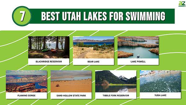 The 7 Best Utah Lakes for Swimming - A-Z Animals