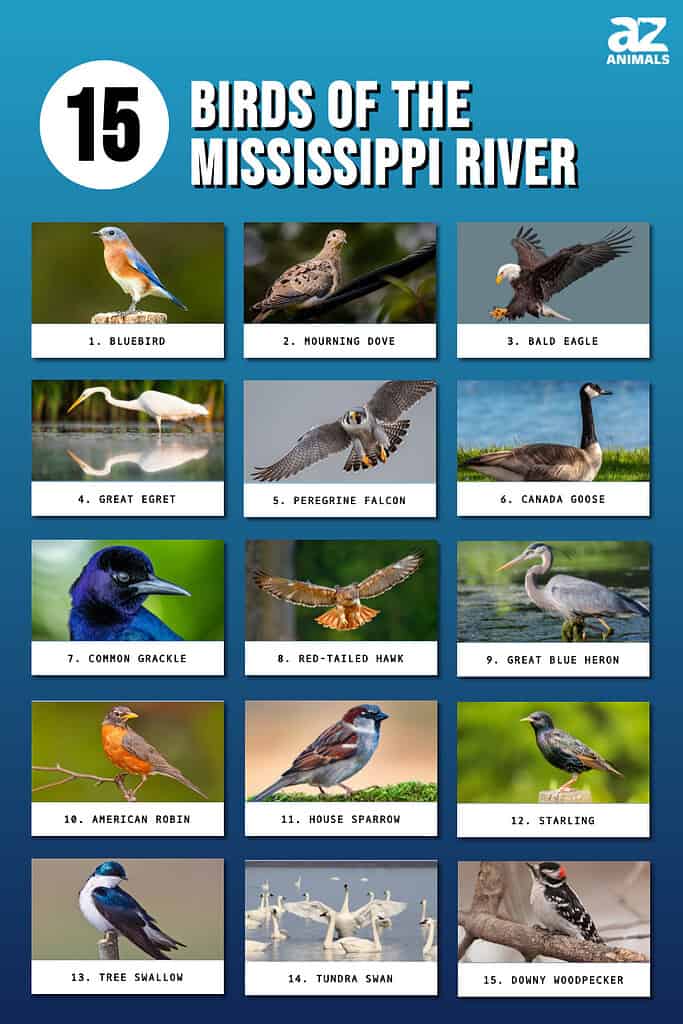Infographic of 15 Birds of the Mississippi River
