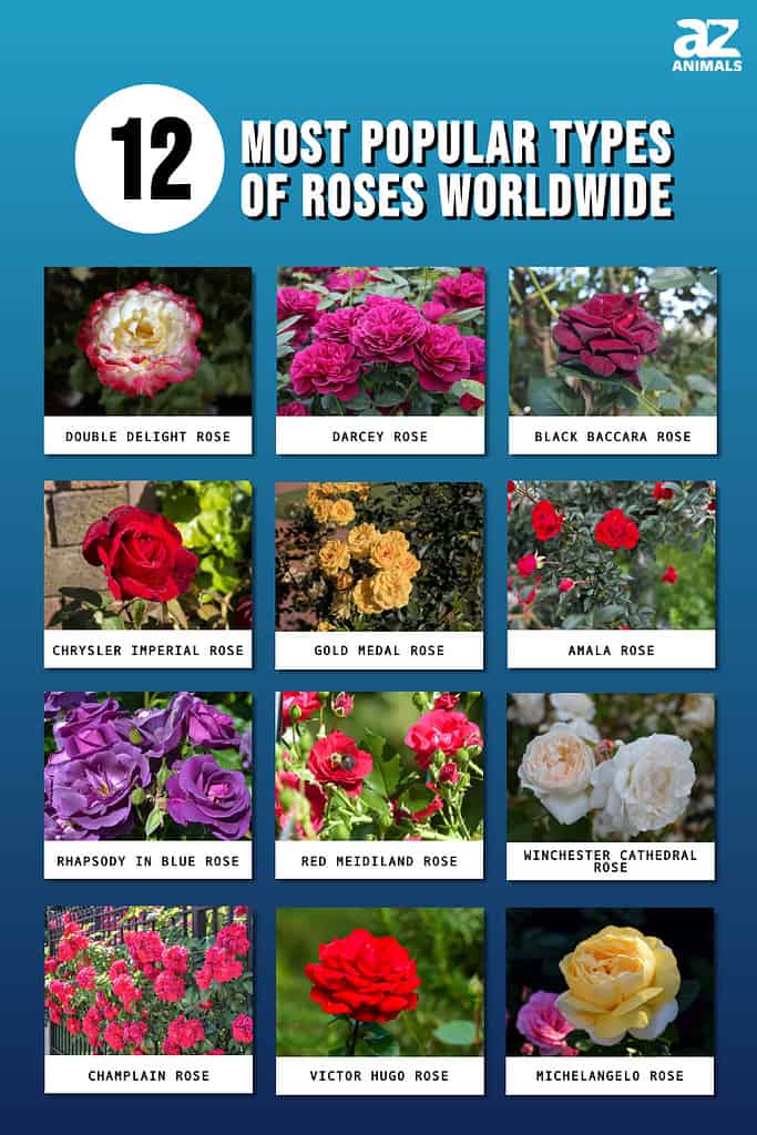 12 Most Popular Types of Roses Worldwide