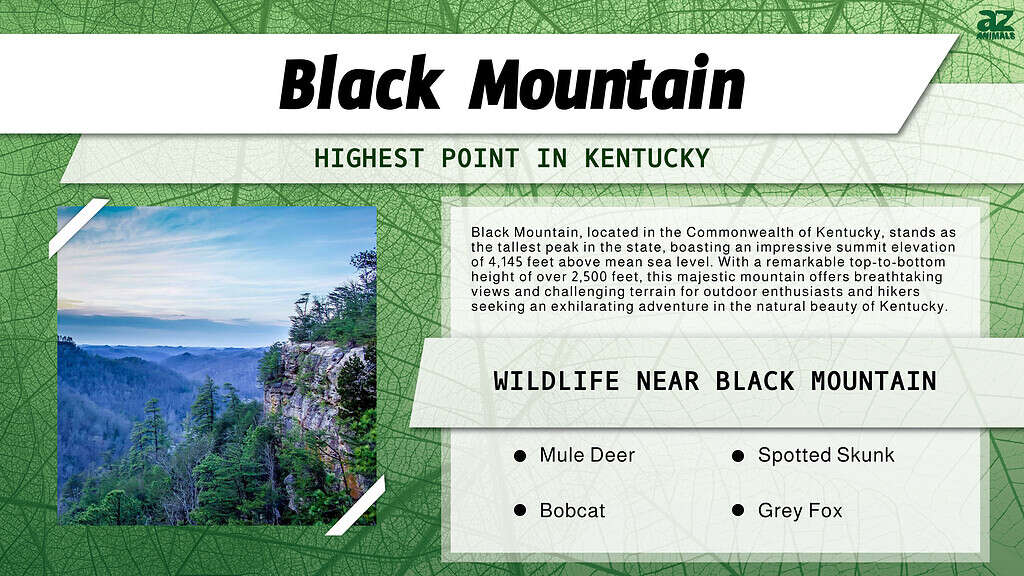 Black Mountain is the Highest Point in Kentucky