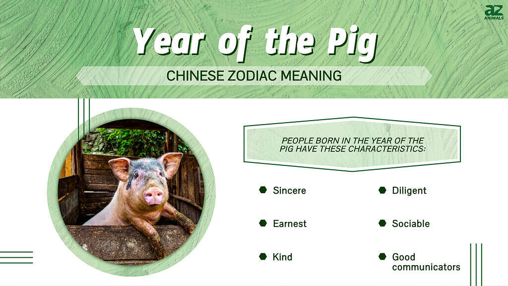 Infographic of Year of the Pig