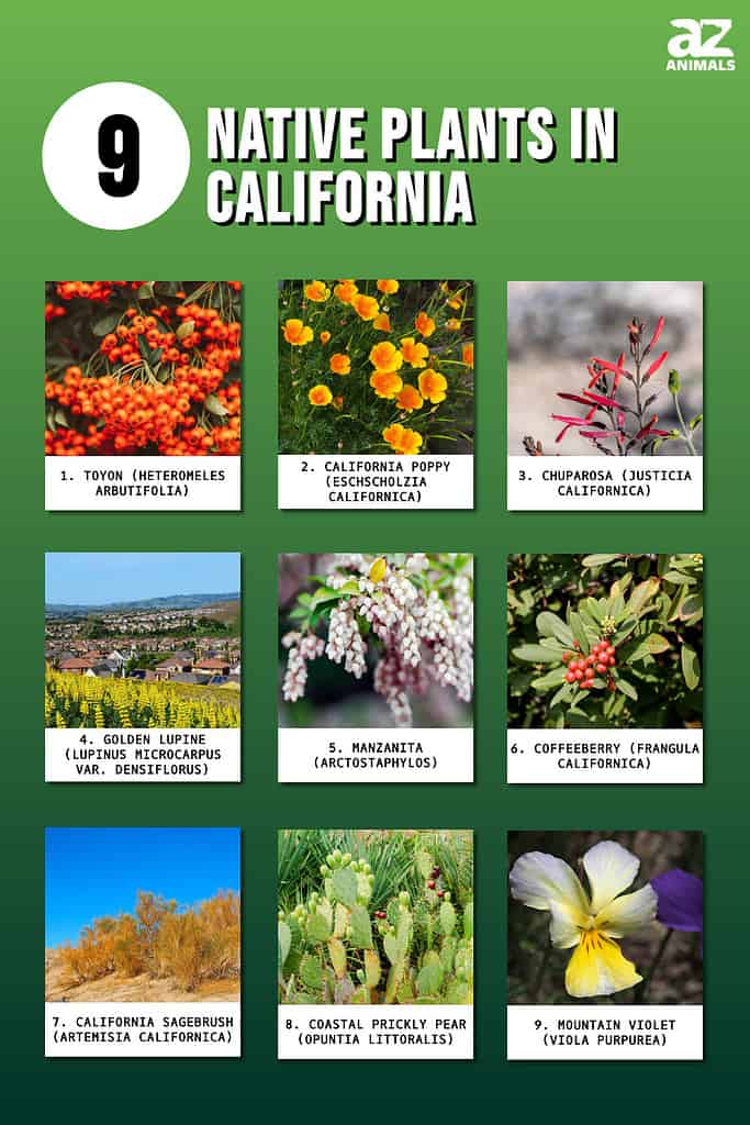 9 Native Plants in California infographic