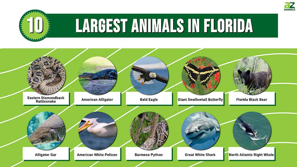 Picture graph of the 10 Largest Animals in Florida.