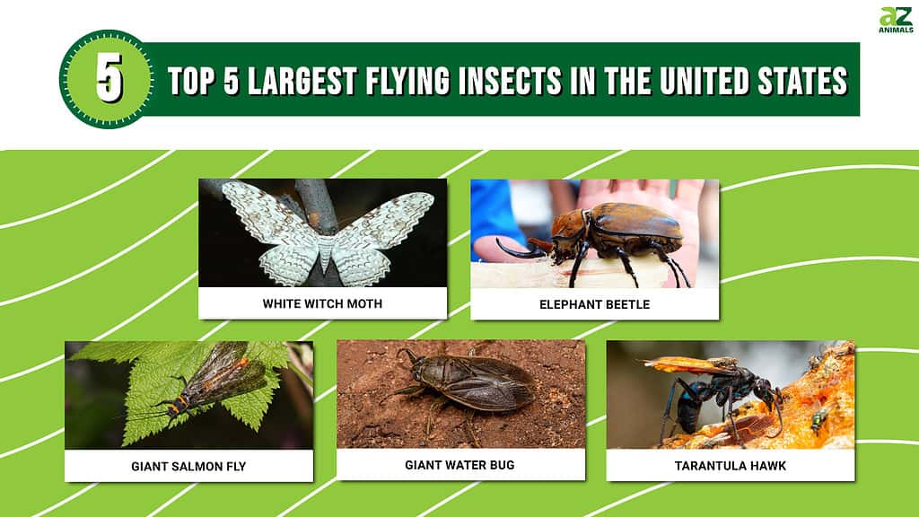 The top 5 largest flying insects in the United States.