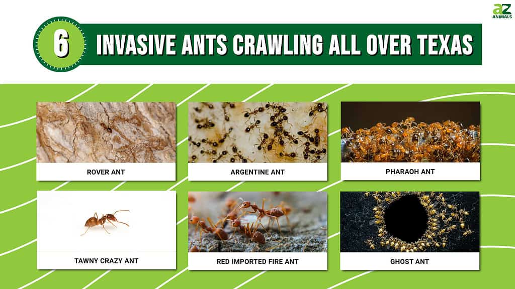 6 Invasive Ants Crawling All Over Texas