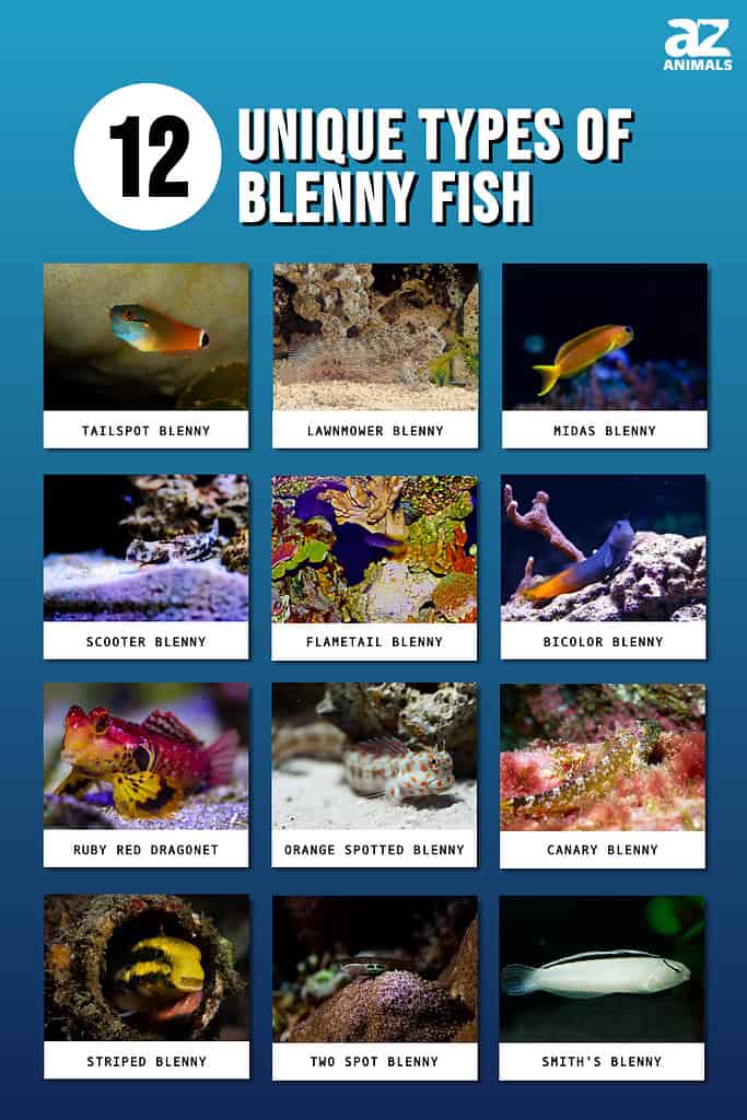 Unique Types Of Blenny Fish infographic