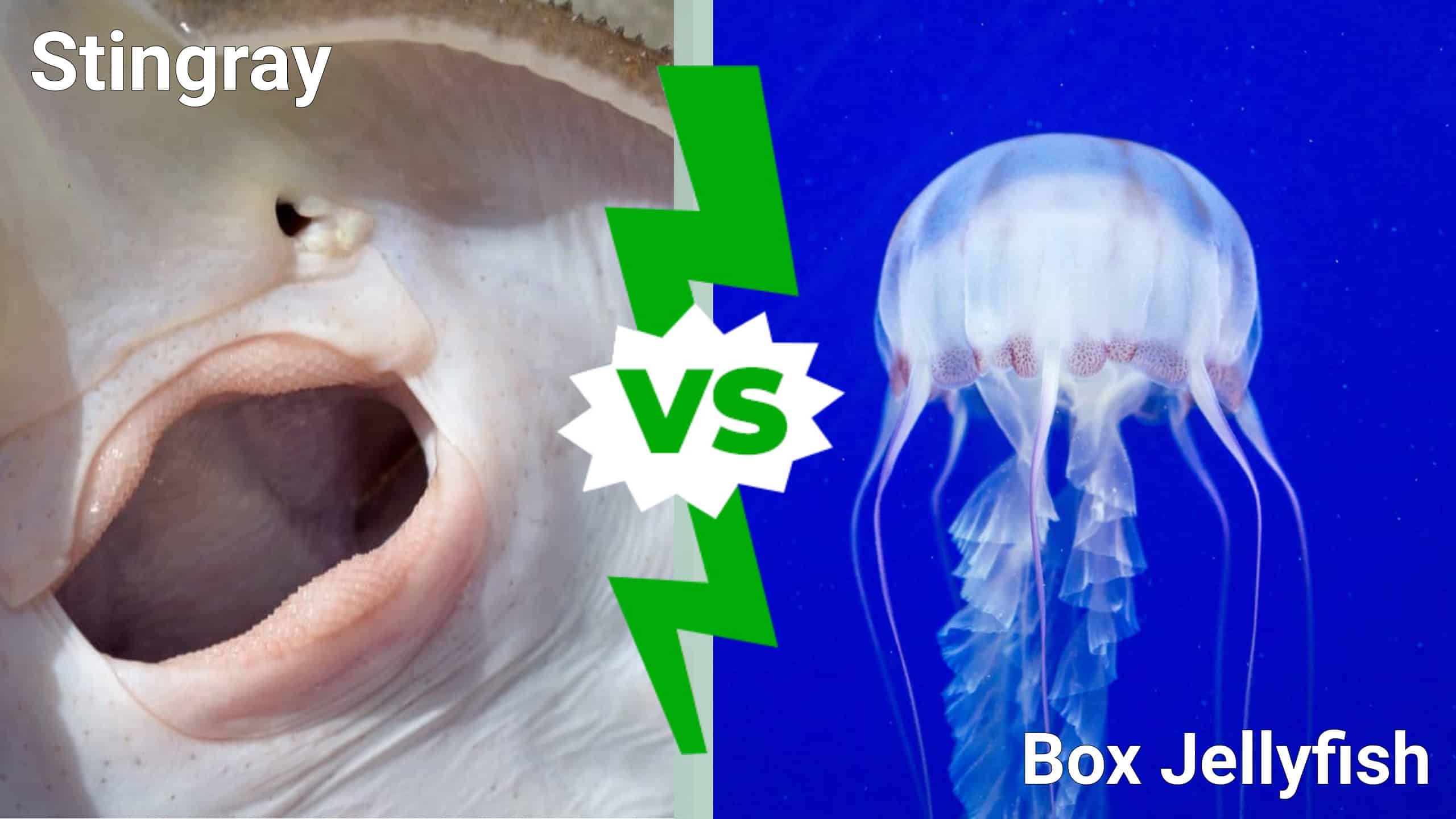 box jellyfish attack