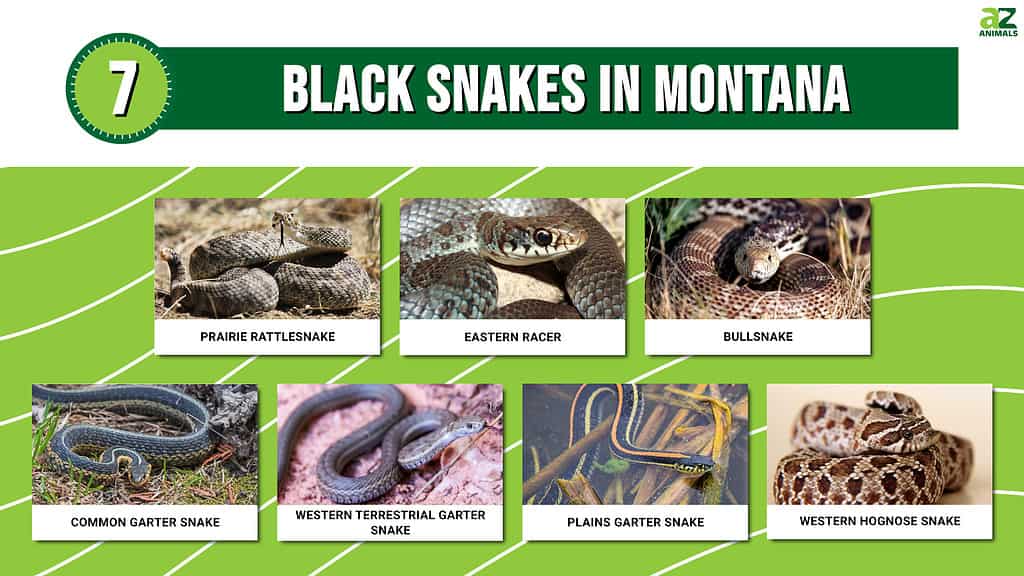 Picture graph of 7 Black Snakes in Montana.
