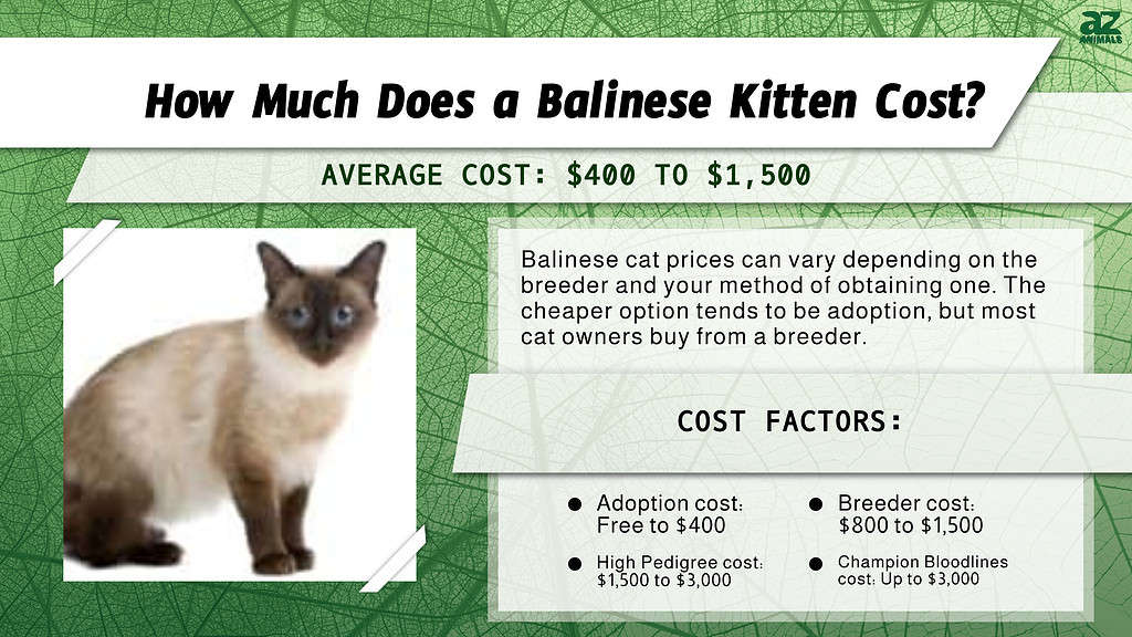 Chart of costs associated with owning a Balinese cat.