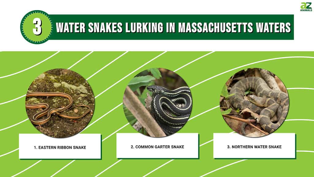 3Water Snakes found in Massachusetts