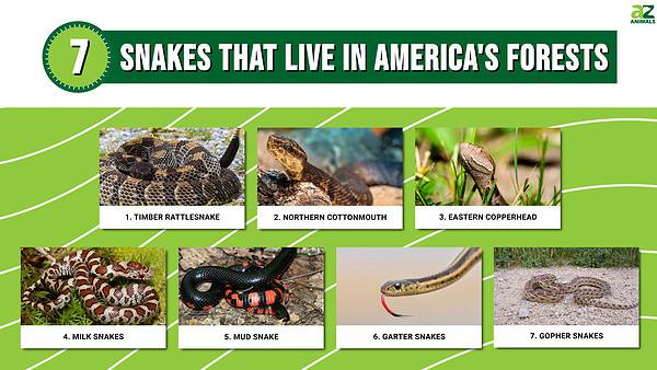 Discover 7 Snakes That Live in America's Forests - A-Z Animals