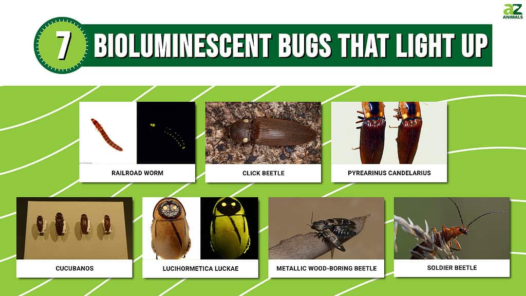 Picture graph of 7 Bioluminescent Bugs That Light Up