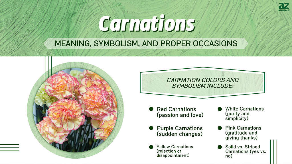 Carnation flower color meaning  Carnation flower meaning, Flower meanings,  Carnation flower