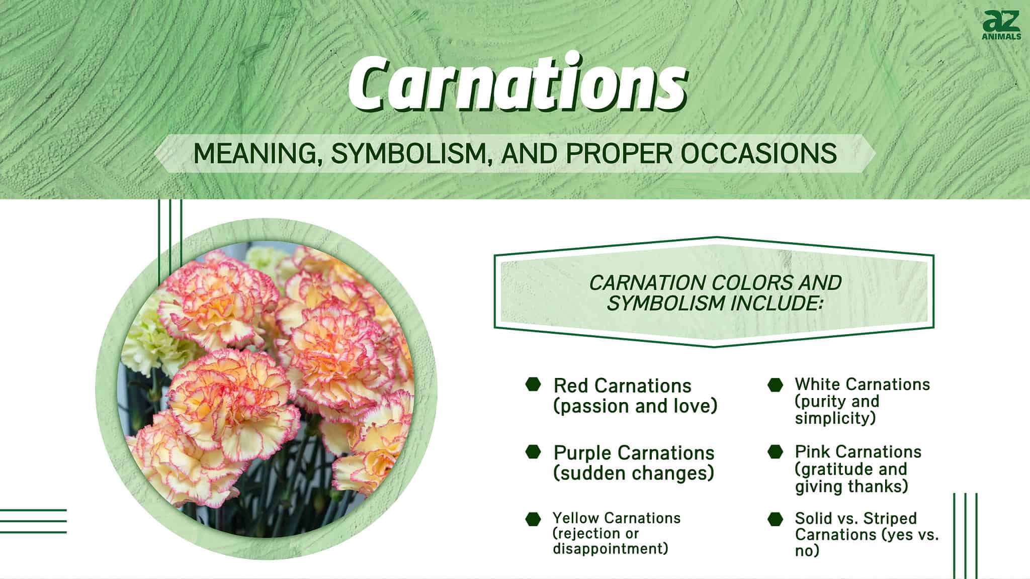 Carnations: Meaning, Symbolism, and Proper Occasions for This Iconic ...