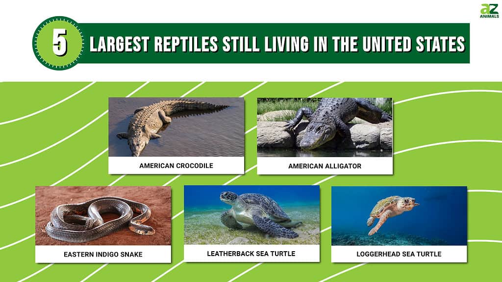 Picture graph of the 5 Largest Reptiles Still Living in the United States.