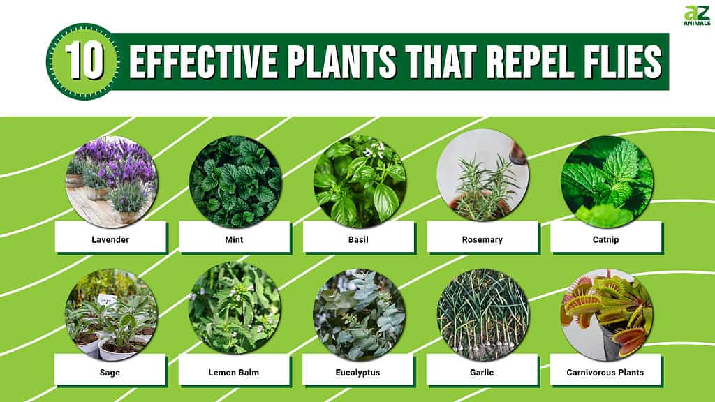 10 Effective Plants That Repel Flies