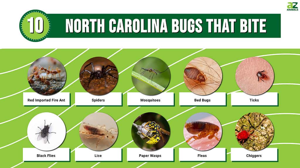 10 North Carolina Bugs That Bite