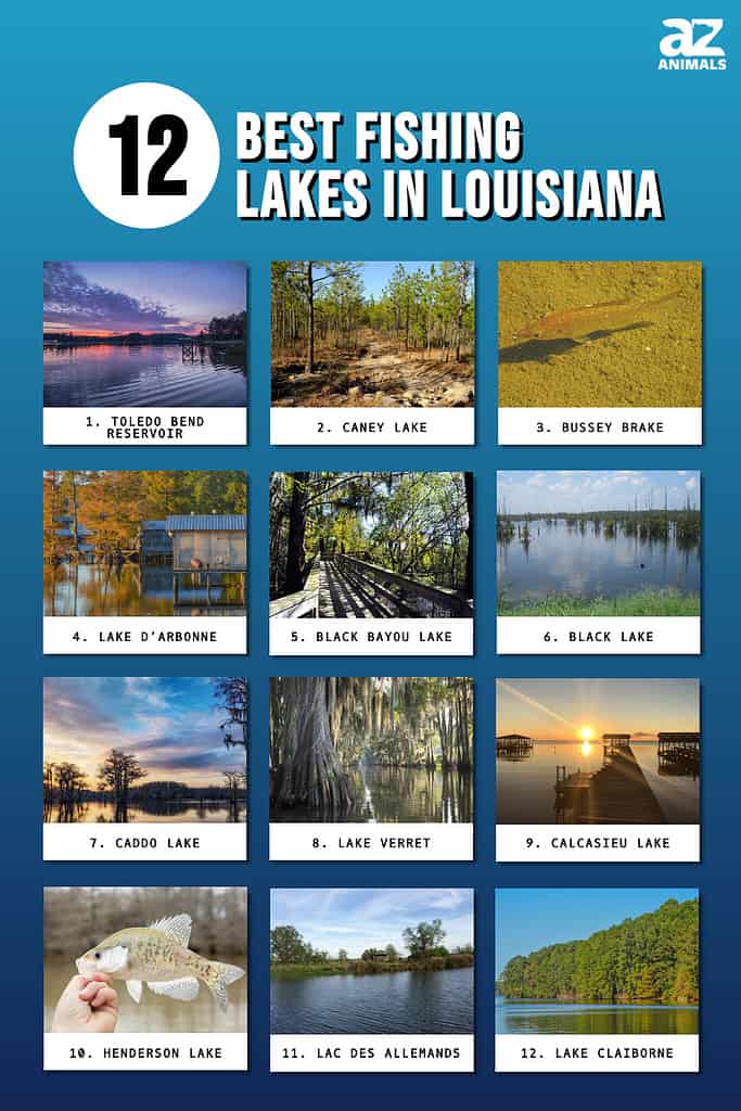 Infographic of 12 Best Fishing Lakes in Louisiana
