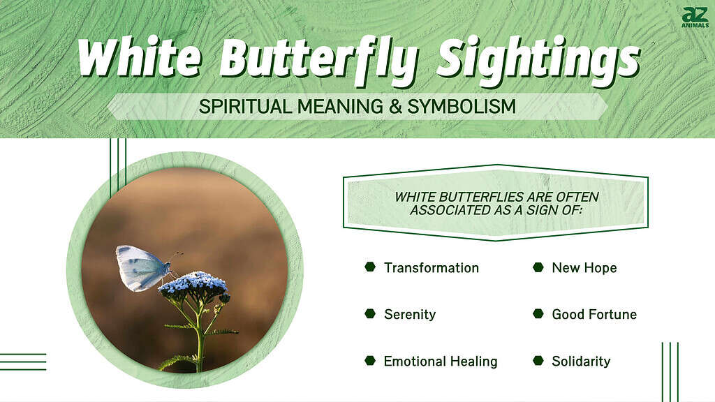 White Butterfly Spiritual Meaning Symbolism  