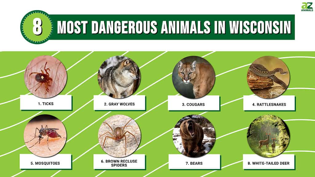 Infographic of 8 Most Dangerous Animals in Wisconsin