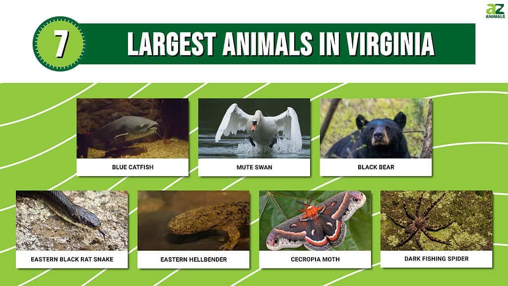 Picture graph of the 7 Largest Animals in Virginia