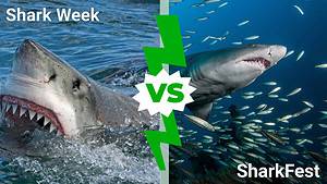 Shark Week vs. SharkFest: Which Has the Best Shark Content? Picture