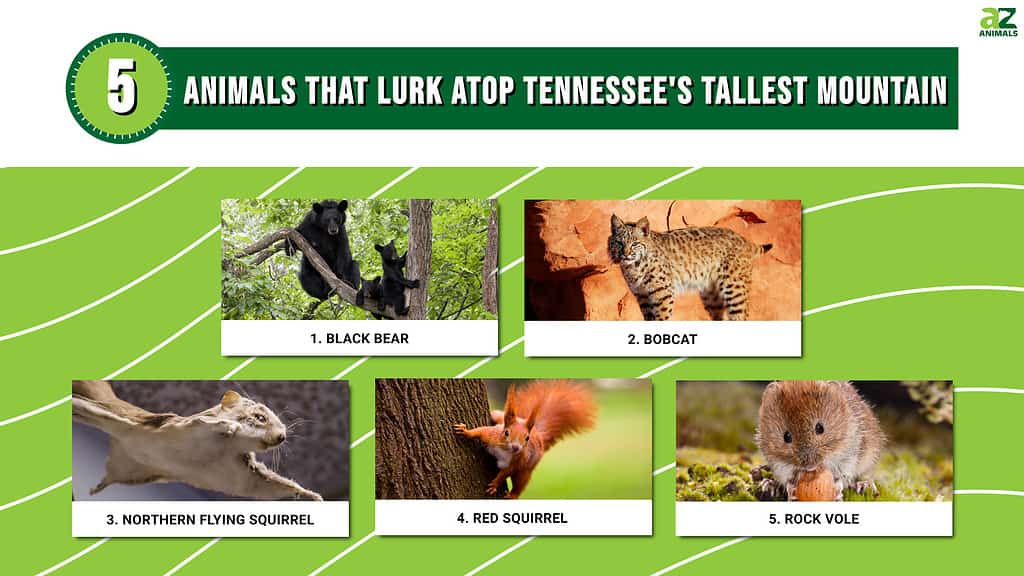 5 animals living atop Tennessee's highest mountain