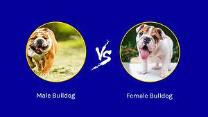 Male Bulldog vs. Female Bulldog : 4 Key Differences Explained Picture