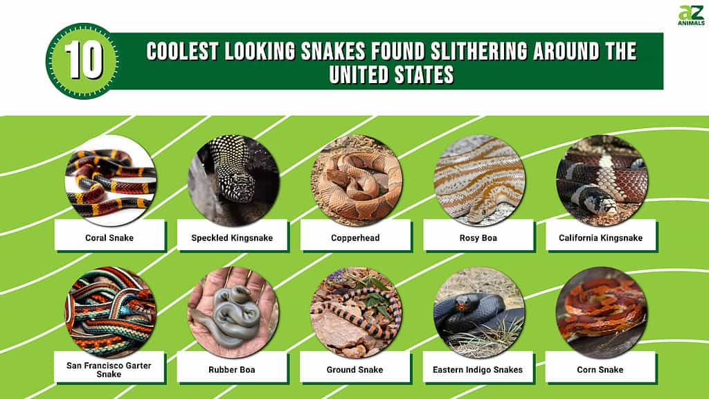 See the 10 Coolest Looking Snakes Found Slithering Around the United ...