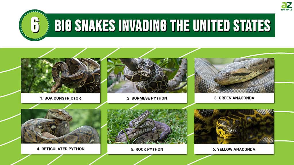 6 Big Snakes Invading the United States