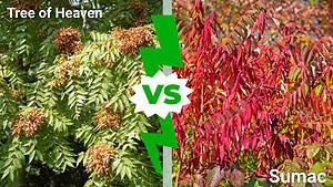 Tree of Heaven vs Sumac: Key Differences and How to Remove Them Picture