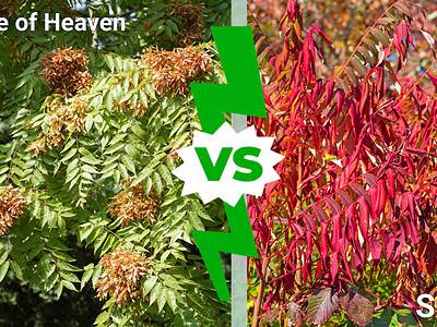 A Tree of Heaven vs Sumac: Key Differences and How to Remove Them
