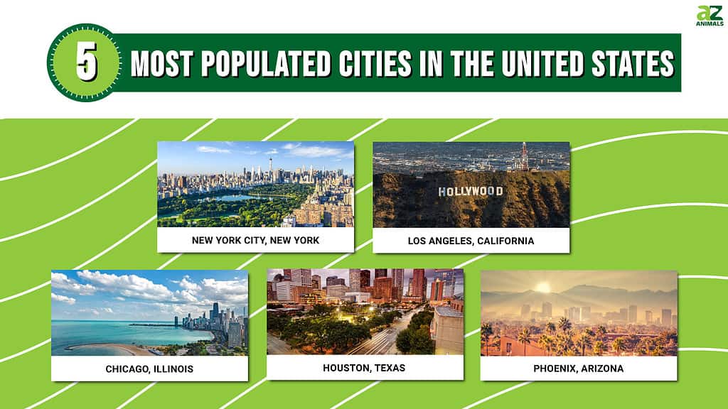 Picture graph of the 5 Most Populated Cities in the United States
