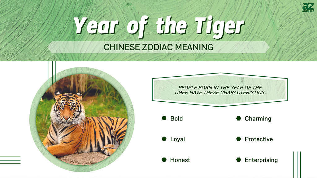 Infographic of Year of the Tiger