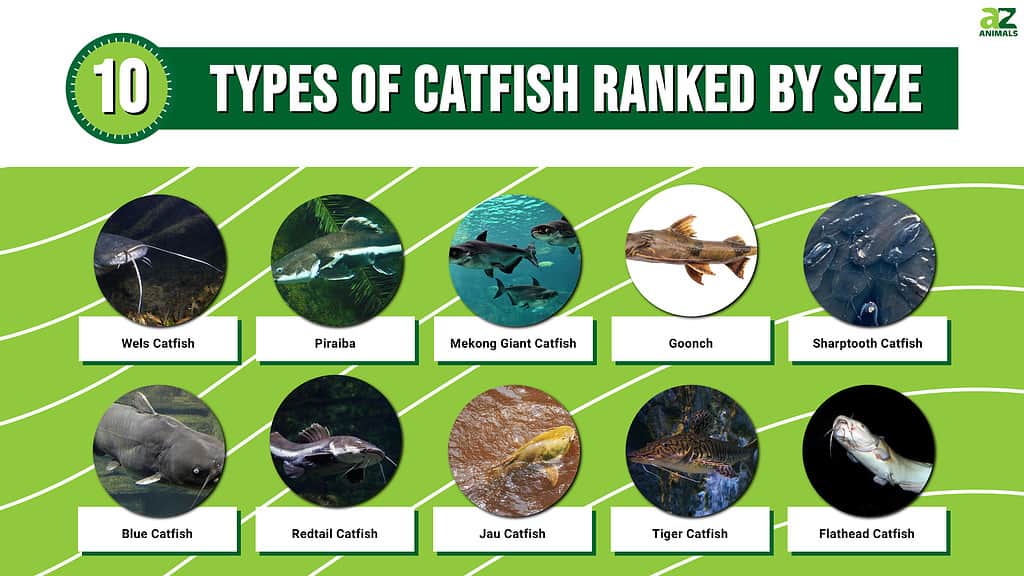 10 Types of Catfish Ranked by Size