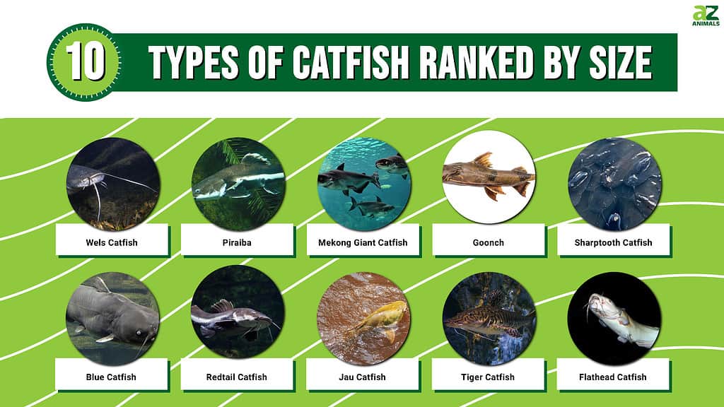 Discover 10 Types of Catfish Ranked by Size - AZ Animals