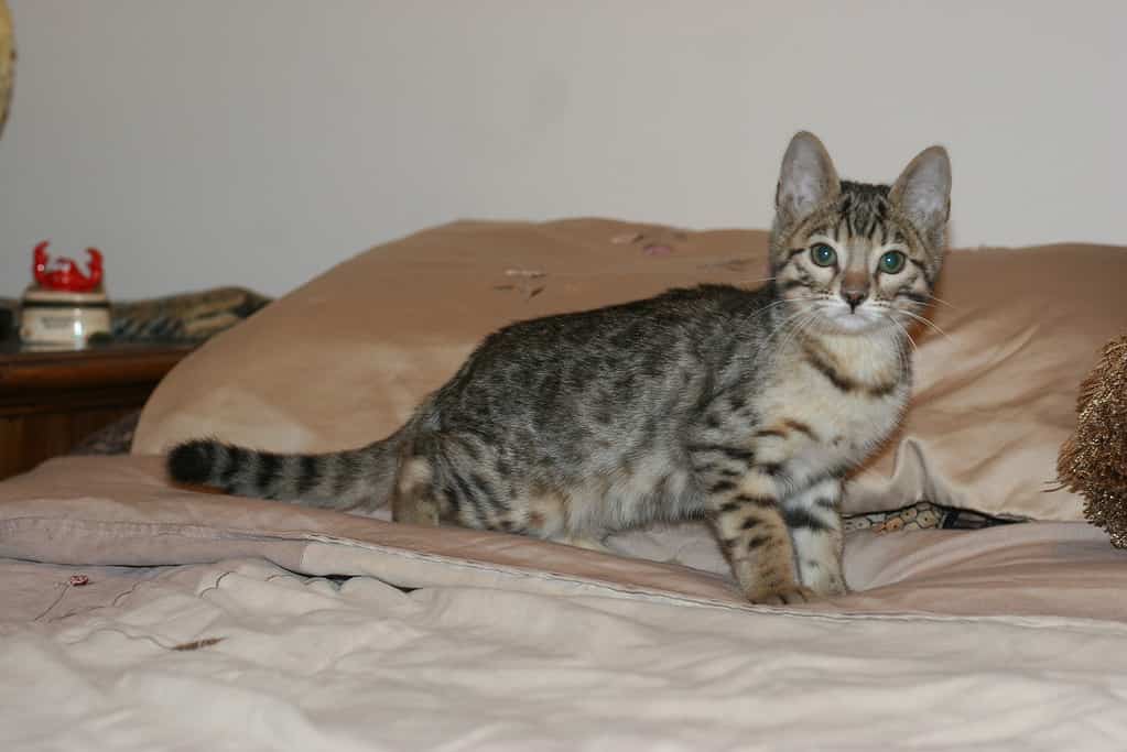 Early generation male Bengal cat