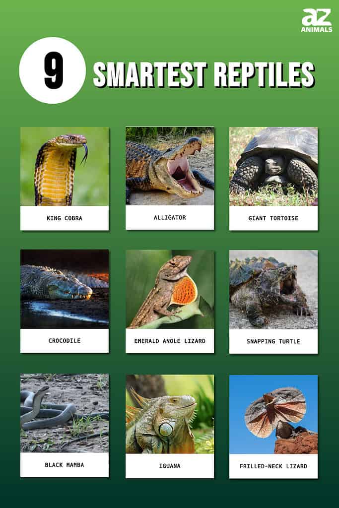 Picture graph of 9 Smartest Reptiles