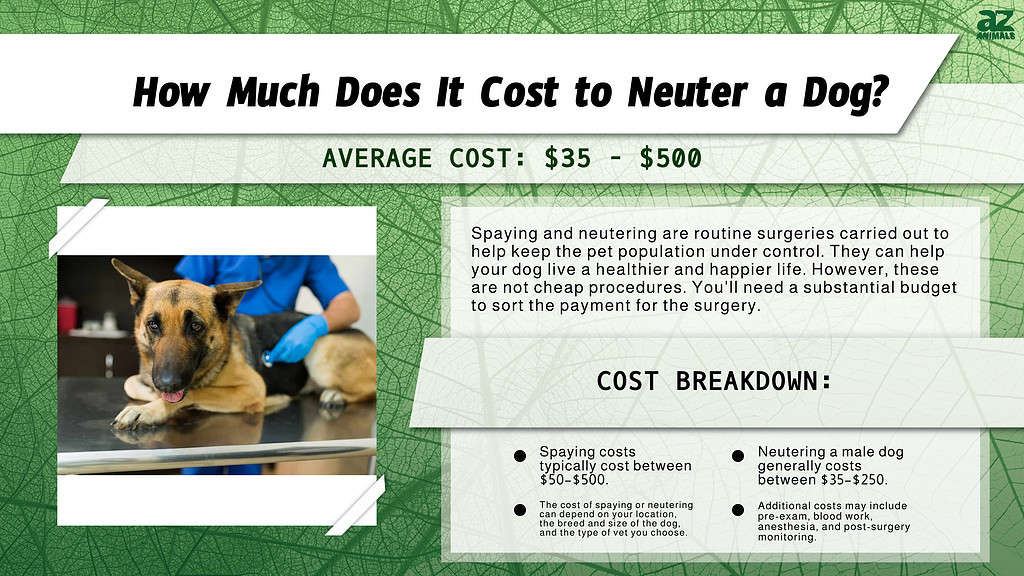 Chart of costs associated with Neutering a Dog.