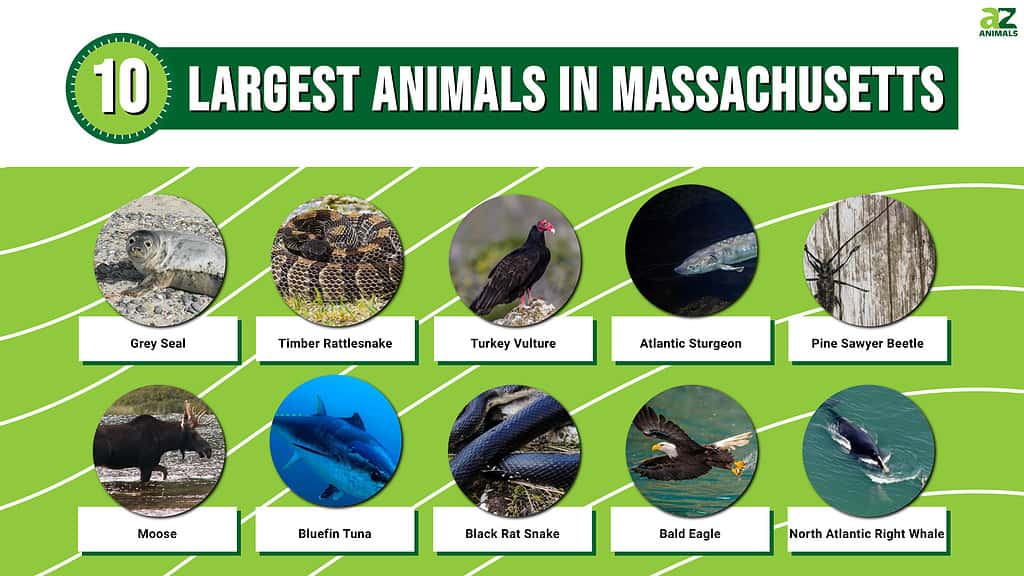 Picture graph of the 10 Largest Animals in Massachusetts.