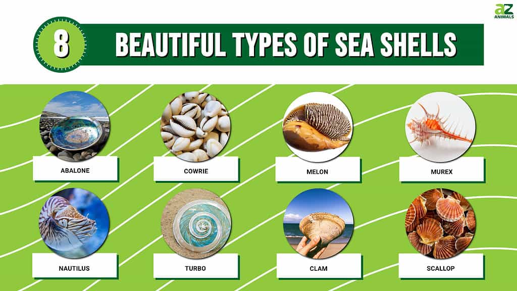 Picture Graph of 8 Beautiful Types of Sea Shells