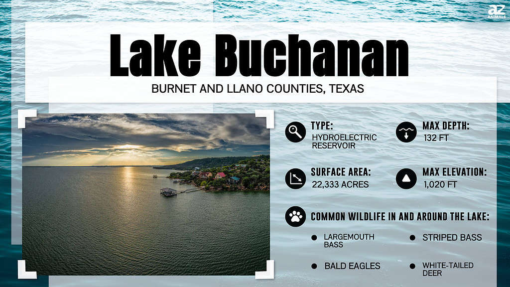 Infographic for Lake Buchanan, Texas.