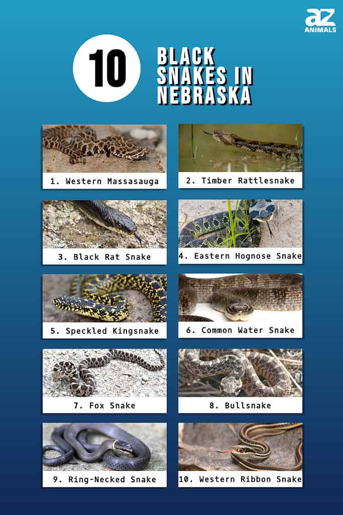 Infographic of 10 Black Snakes in Nebraska